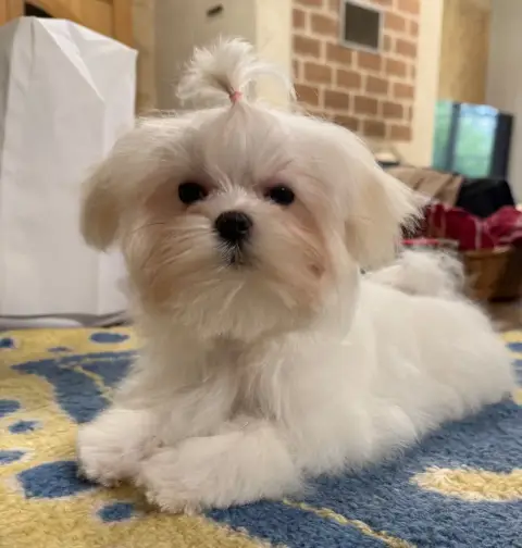 Adopter Bichon Maltais  Chiot 2 Valma'S Signature
