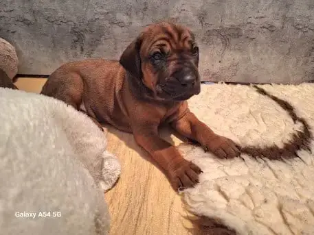 Adopter Rhodesian Ridgeback 
                        Bazil De fe4fe