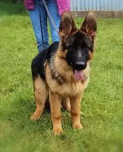 Berger Allemand  Aby 2 Du Val De La Houée