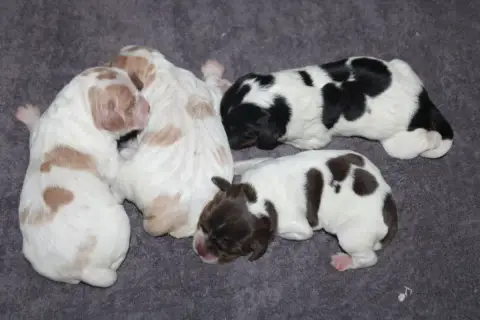 Epagneul Breton  Chiot N°3 De La Vallée De La Py