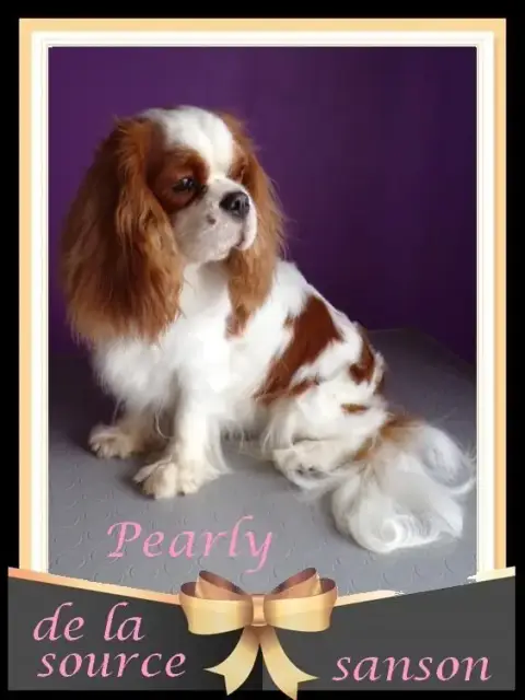 Cavalier King Charles Spaniel  Joli photo 3