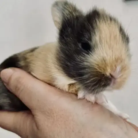 Petit Lapereau Nain Angora X Rex Nain