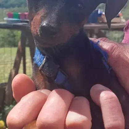 Chiots Pinscher Nains A Vendre