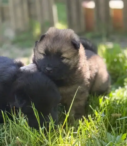 Eurasier  Miss Jaune Des Loups Du Midour