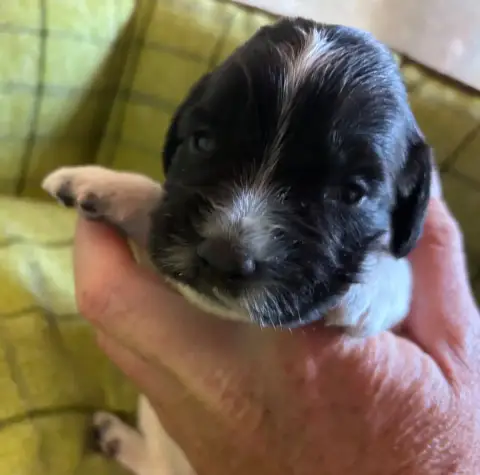 English Springer Spaniel  B.................... Des E 220e2