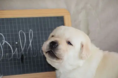 Labrador Retriever  Bilbao Des Bories De Yakoubia