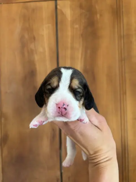 Beagle  Chiot 4 Des Gardiens D'Alma