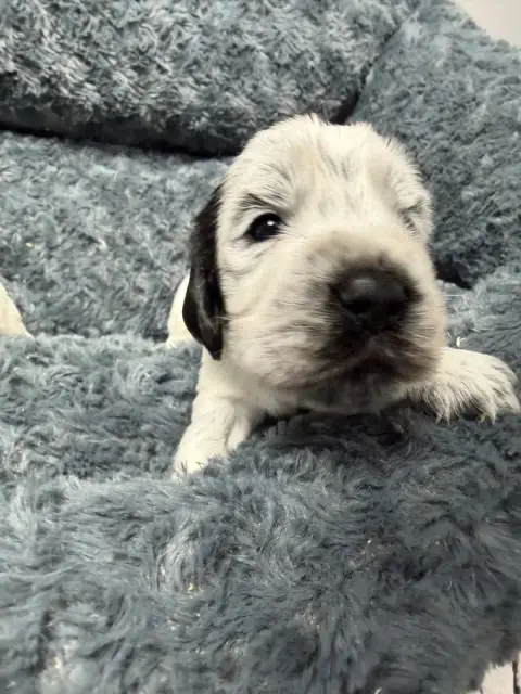 Cocker Spaniel Anglais  Chiot N°2 Du Moulin De Madjur 466e2