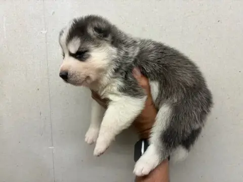 Siberian Husky photo 2
