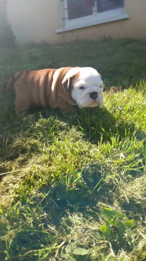 Bulldog Anglais  Chiot N°8 Stocky Family photo 2