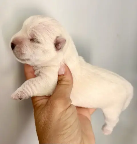 Adopter West Highland White Terrier 
                         d9c4c