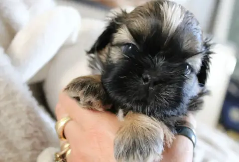 Adopter Shih Tzu 
                        Big Bang Des Mervei 69e44