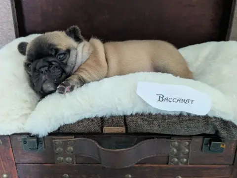 Bouledogue Français  Baccarat photo 2