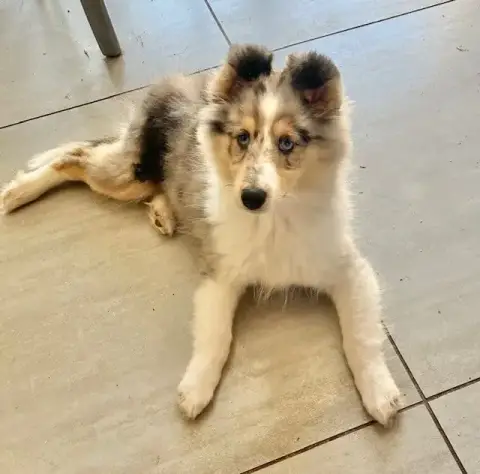 Shetland Sheepdog  Britany Blue Ladybird Of Surf Para 17148 photo 2