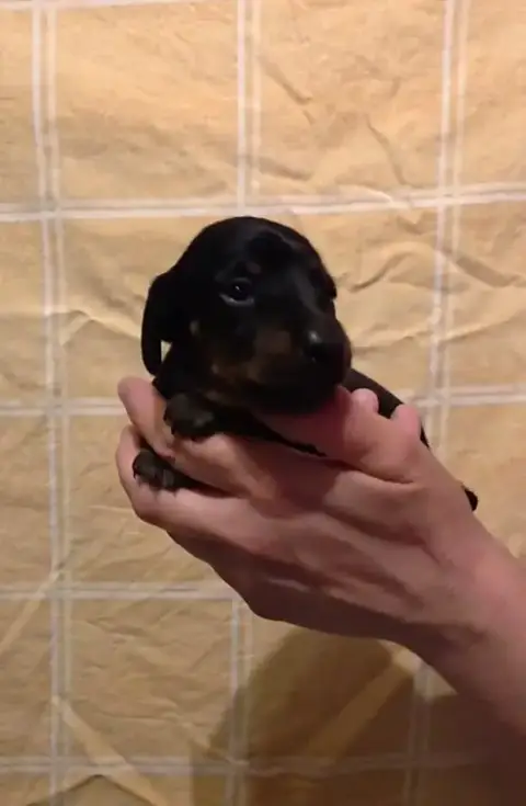 Teckel Poil Ras  Chiot N°3 De Milantosa