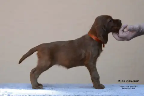 Setter Irlandais Rouge  Ballina photo 2