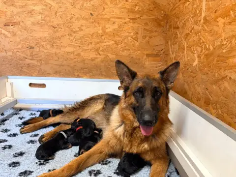 Berger Allemand  Chiot 8 -
