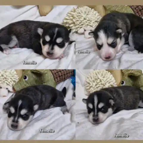 Chiots Pomsky F2 À Réserver