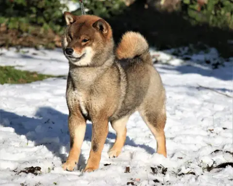 Shiba photo 2