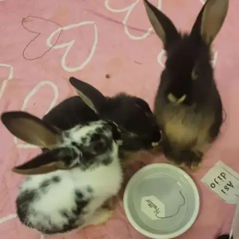 3 Lapins Femelles