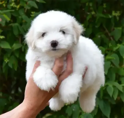 Coton De Tulear  Chiot N°3 De Dame Nature