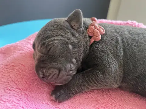 Cane Corso  Rose Du Domaine De La Voie Romaine