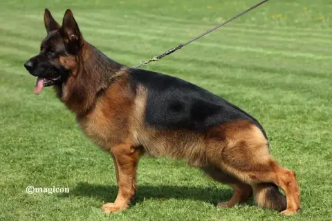 Berger Allemand  Bernie Des Légendes Du Castel photo 2