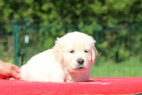 Golden Retriever photo 2