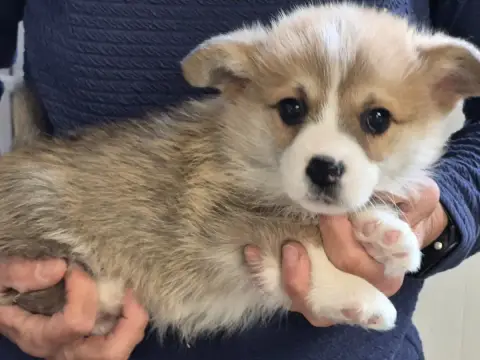 Welsh Corgi Pembroke  B... De Paline