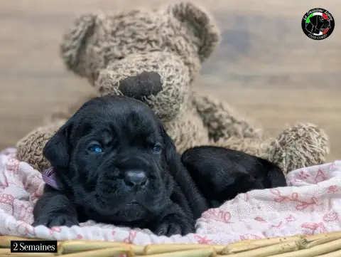 Cane Corso  Collier Mauve De La Treizieme Legion photo 3
