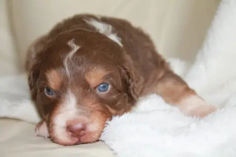 Berger Australien  Chiot N°4 Du Rêve Des Joyaux