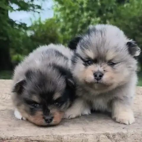 Chiots Mâles Spitz