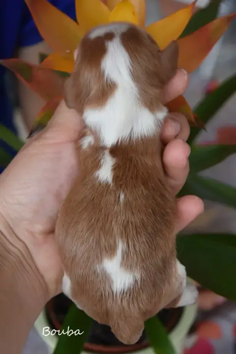 Cavalier King Charles Spaniel  Booba De La Plaine Du  d32e6
