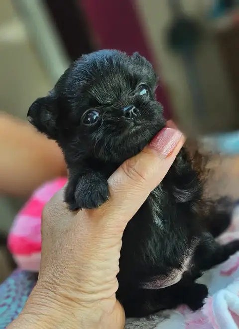 Chihuahua  Black Beauty Of Little By Little photo 2