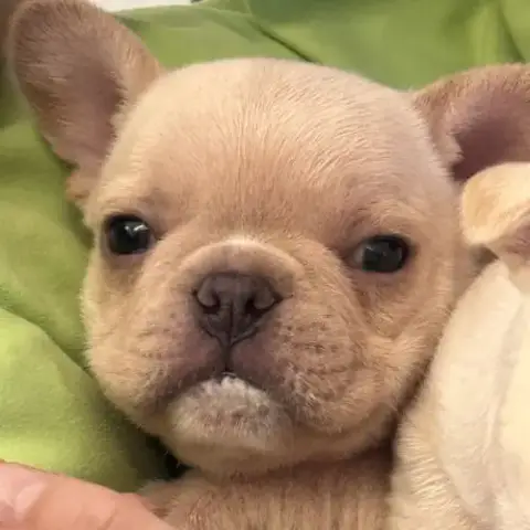 À Réserver Chiots Bouledogue Français