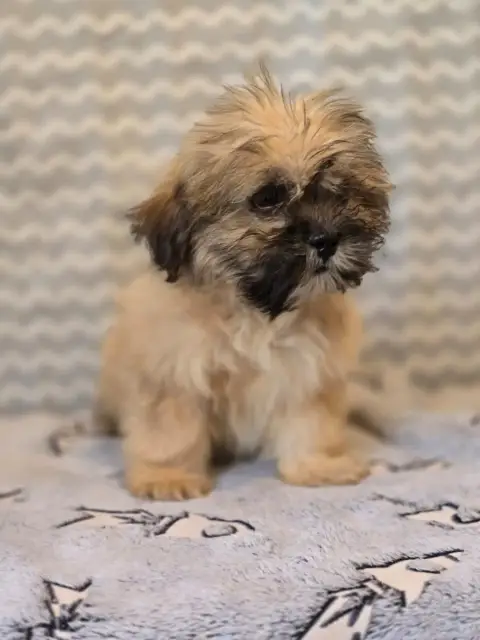 Lhassa Apso  Mr Orange Du Royaume D'Ebène photo 2