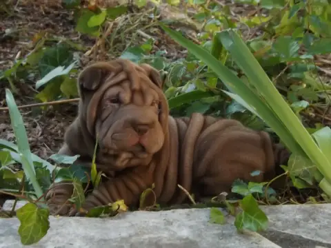 Shar Pei  Aribo Du Dharma De Gautama