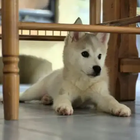 Chiots Pomsky