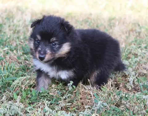 Shetland Sheepdog  Chiot N°2 Du Royaume D'Angélique 2ef03