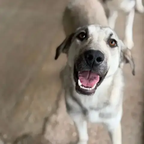 Ari Jeune Chienne À L'Adoption