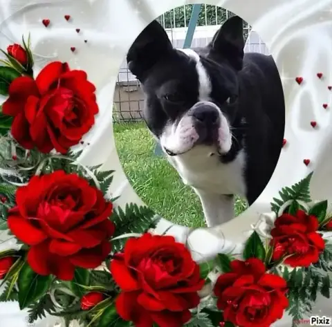 Boston Terrier  Chiot N°2 Du Domaine De La Rocherie 1629a photo 3