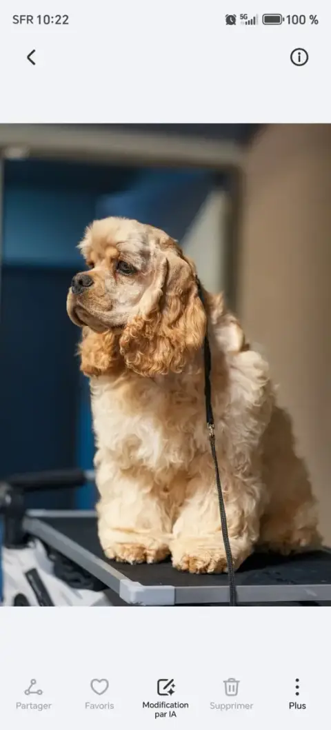 American Cocker Spaniel  Aston Martin De L'Atoll De S 0965b