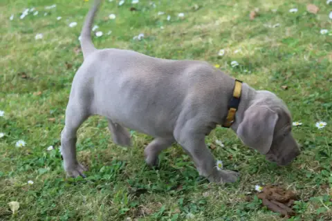 Adopter Braque De Weimar 
                        Chiot N°7 D 35646