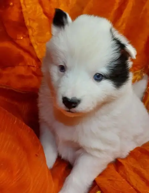 Laika De Iakoutie  Baisse De Prix Top Chiots Laika *  d339a photo 3