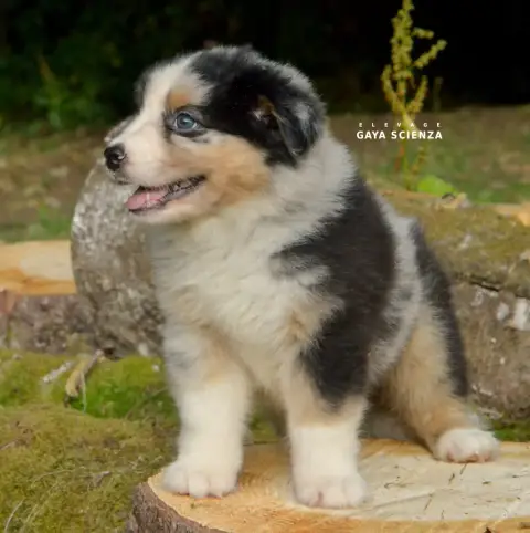 Berger Australien  Chiot N°7 Des Monts De La Gaya Sci b0847 photo 3