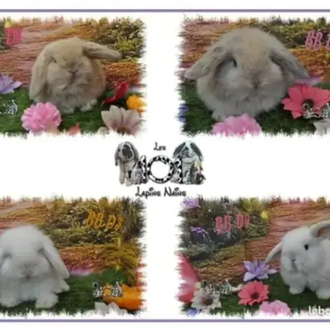 Lapins Belier Nain / Minilop