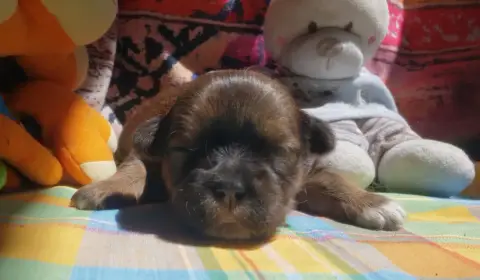 Lhassa Apso  Femelle Foncée Des Fillots De Morphée