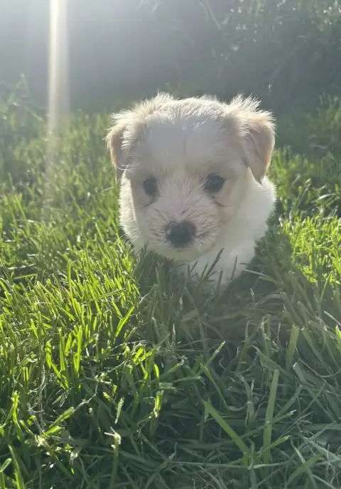 Coton De Tulear  Bijou Des Filles De L'Etang