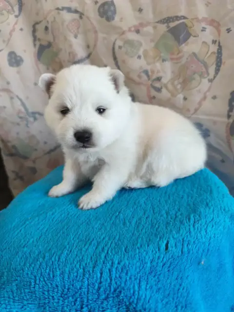 Spitz Japonais  Chiot N°5 Du Mont Chauve