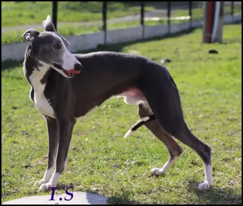Whippet  Buzz Saint Jean Des Trois Vallees photo 2